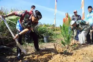 Gubernur Kaltara Harap Petani Galakkan Tanaman Sela di Lahan PSR