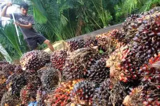 Syukurlah, Harga TBS Jambi Naik Tipis Meski CPO Turun