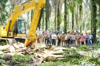1.500 Ha Sawit Rakyat Ditargetkan Direplanting Tahun ini