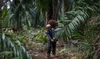 Riau Diminta Bikin Perda Kemitraan Petani Sawit