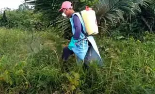 Petani Harus Bijak Pilih Herbisida, Begini Pertimbangannya