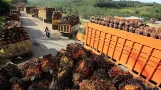 Sepanjang Oktober Harga Sawit Babel Dibandrol Rp2.160/Kg