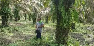 Soal Pupuk, Petani Sawit Tak Boleh Pelit