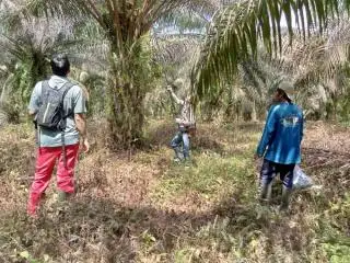 Iurannya Ringan, Petani Kelapa Sawit Disarankan Ikut Asuransi