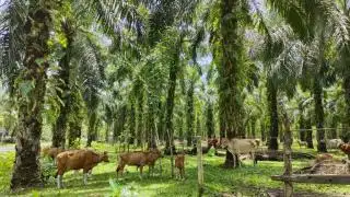 Punya Kebun Luas, Daerah ini Potensial Jadi Penghasil Ternak Terbesar