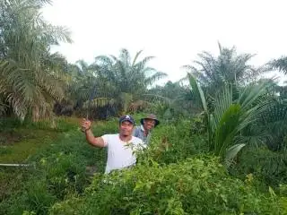 Petani Diajak Lakukan Tumpang Sari untuk Tambah Pendapatan
