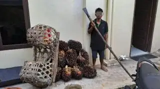 Tertangkap Curi Sawit di Kebun PT KAK, Pemuda di Pekanbaru Ini Tak Ditahan
