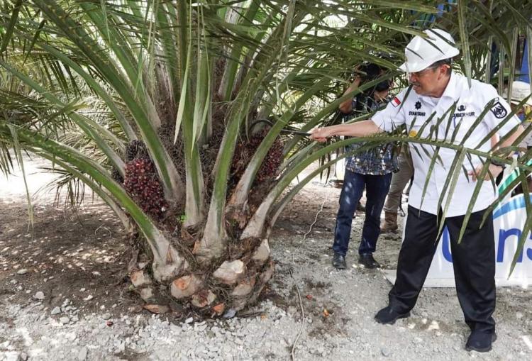 Camat Batang Cenaku Curhat soal Kebun Sawit Dalam Kawasan Hutan, Syamsuar Bilang Gini...