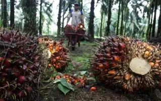 Nilai Tukar Petani Riau Oktober 2022 Tertinggi di Sumatera
