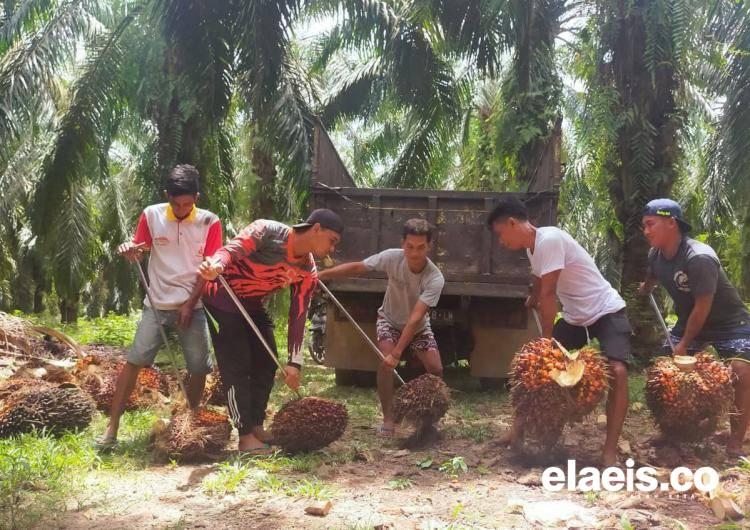 Aspek-PIR Genjot Program Kemitraan Petani Swadaya