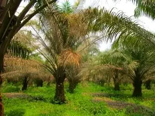 Banyak Sawit Berdaun Kuning di Daerah ini