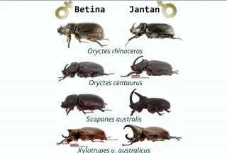 Begini Cara Mengatasi Kumbang Tanduk dengan Cara Alami