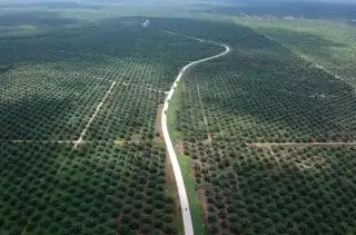 80 Perusahaan di Riau Terindikasi Bangun Kebun Sawit di Kawasan Hutan