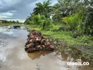 Musim Penghujan Bikin Petani Sawit Menjerit