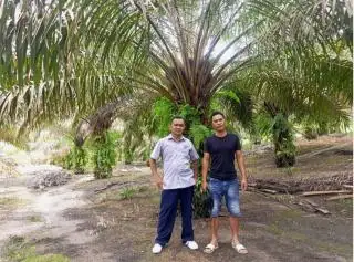 Kebun Sawit Darminto Makin Luas Setelah Dimodali Perusahaan ini