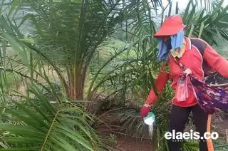 Rusia Bikin Kiat Ini Agar India Tertarik Terhadap Pupuknya