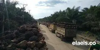 Capek Nanjak 3 Hari, Akhirnya Harga CPO Tergelincir!