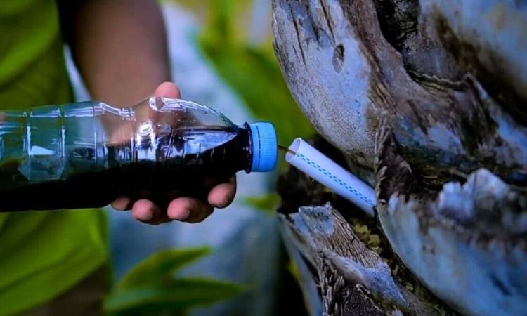 Ini Kelebihan Pupuk Injeksi Dibanding Pupuk Tabur