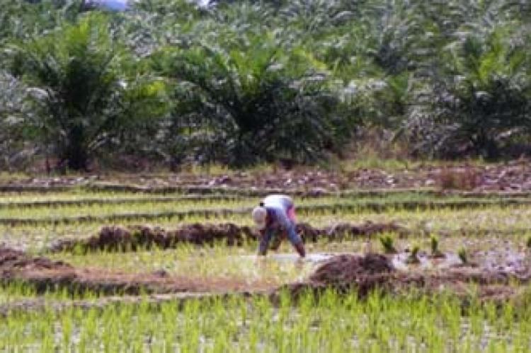 Banyak Sawah di Daerah ini Berubah Jadi Kebun Sawit
