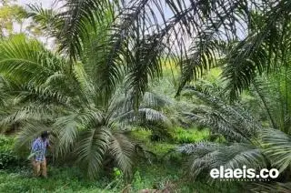 Undang-undang UE Disahkan, Sawit Indonesia Aman