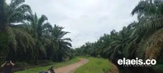 DPRD Pessel Dukung Pemda Perluas STD-B Bagi Petani, Ini Tujuannya