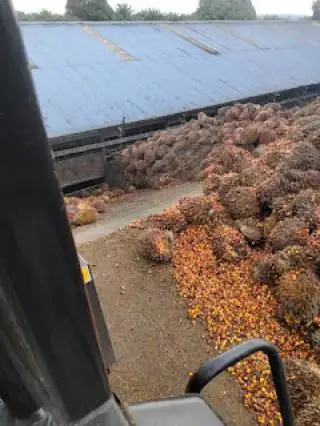 Buah Sawit di PKS Milik PTPN V Menumpuk dan Membusuk, Kok Bisa?