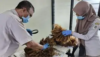 Janjang Kosong Seberat 5 Kg Diekspor ke Tiongkok, Buat Apa?