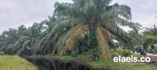 Direktorat Khusus Sawit akan Dibentuk, Petani Bilang Gini