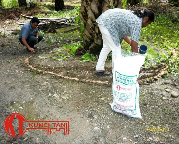 Asupan Kalium Harus Dijaga Agar Produksi Sawit Tidak Turun