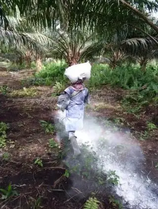 Masih Banyak Petani Sawit Salah Kaprah Soal Fungsi Dolomit