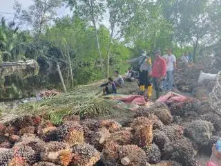 Pencarian Petani Sawit yang Diterkam Buaya di Sungai Senepis Dumai Dihentikan