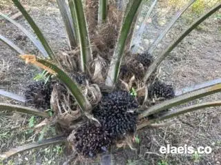 60 Ribu Bibit Bantuan Pemkab Batanghari Harus Tepat Sasaran