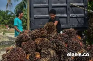 Akhirnya Harga Sawit Riau Naik Jadi Segini...