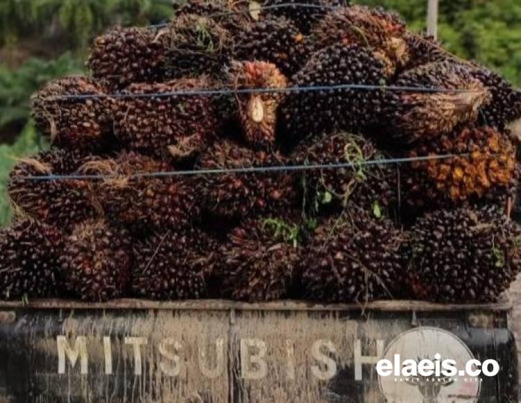 Minyak Mentah Bawa 'Berkah', Harga CPO Akhirnya Naik
