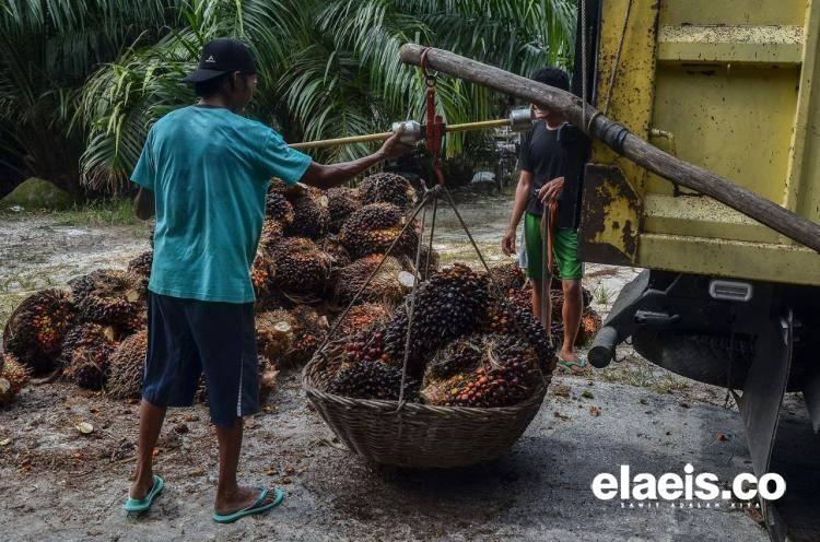 Alamak! Harga Sawit di Sumut Turun Lagi