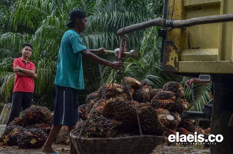 Harga TBS Sawit Sumsel Turun Jadi Rp2.450,06/Kg