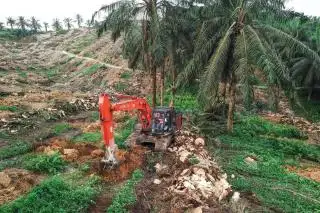Realisasi Rendah, Diharapkan Lebih Banyak Petani Ikut PSR