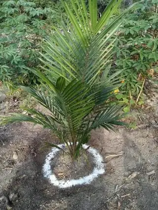 Kalau Tak Paham Dosis Pupuk Kimia, Petani Disarankan Pakai yang Organik