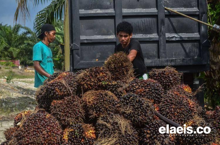 Tahun Ini Disbunak Sanggau Targetkan STD-B 500 Hektare