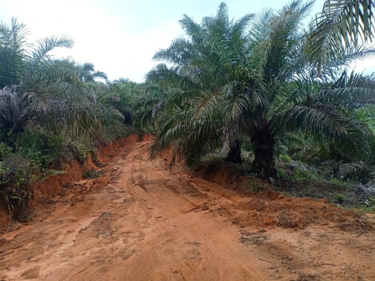 Tak Ada yang Peduli Jalan Kebun Rusak, Toke Sawit ini Turun Tangan