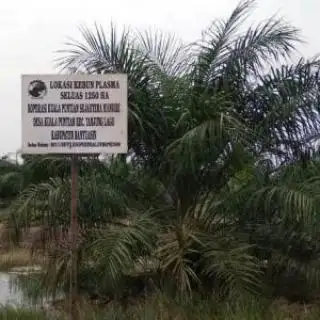Perusahaan Sawit Kembali Diingatkan Realisasikan Kebun Plasma