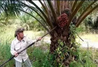 GAPKI: Petani Sangat Penting bagi Pengembangan Kepala Sawit ke Depan