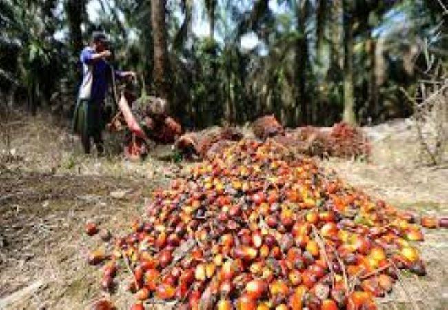 Harga CPO Domestik Turun Lagi Rp600 Dibandingkan Awal Januari