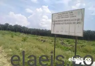 Kebunnya Direplanting, Petani Ini Mengaku Penghasilannya Tidak Terganggu