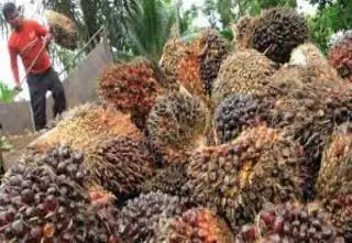 Lima Keunggulan Minyak Sawit sebagai Sumber Pangan Global, Ini Rincian dan Penjelasannya