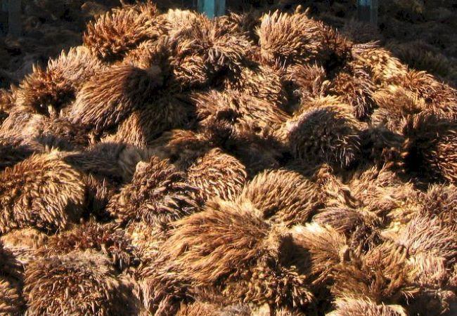 Jadi Bahan Baku Tekstil, 13 Ton Tankos Sawit Diekspor Riau Tahun Lalu