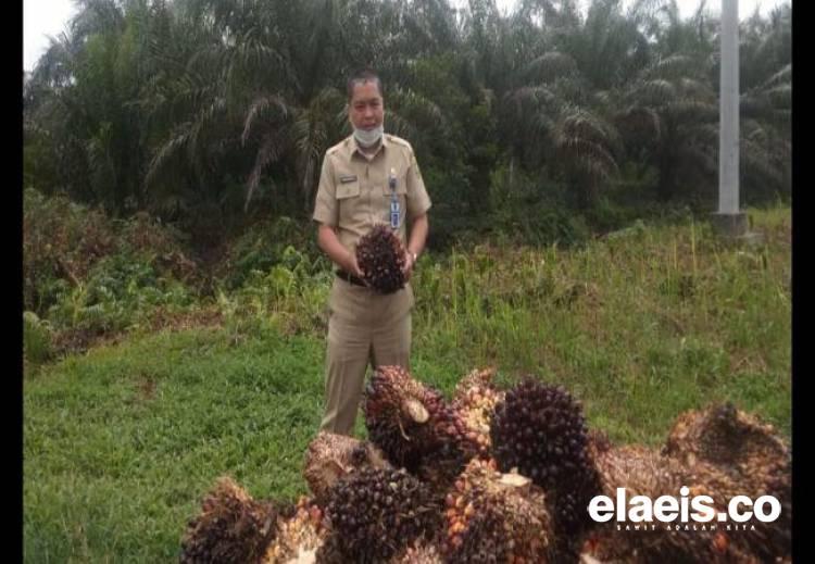 Kabar Baik, Harga TBS Sawit di Riau Mulai Naik