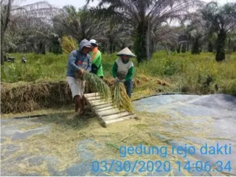 Padi Darat Bisa Tambah Pendapatan Peserta PSR