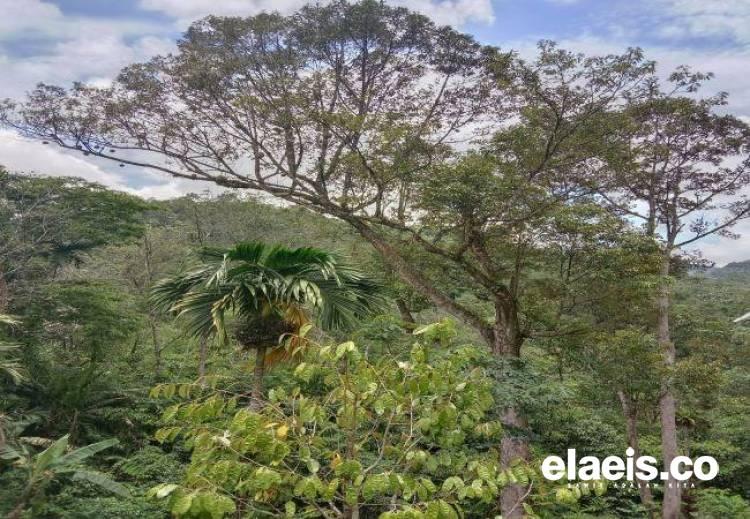 Tanpa Perlakuan Khusus, Petani di Daerah Ini Sukses Budidayakan Durian yang Buahnya Diminati Pasar