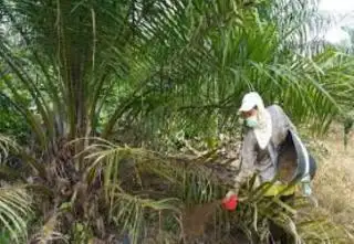 Harga Pupuk Sedikit Turun, Petani Sawit Ini Mengaku Terbantu